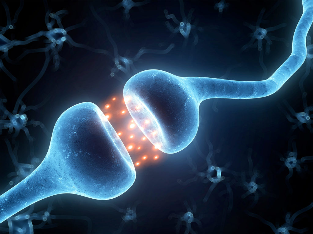 Sistema endocannabinoide